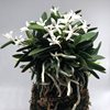 Neofinetia falcata Komaru 小丸 